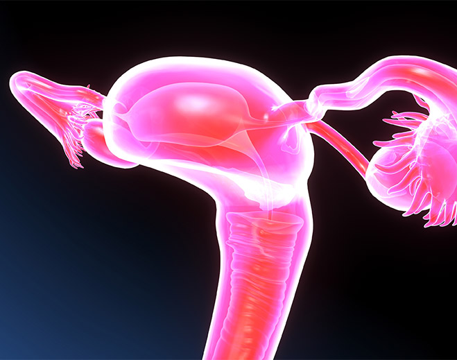 Female reproductive system anatomical illustration